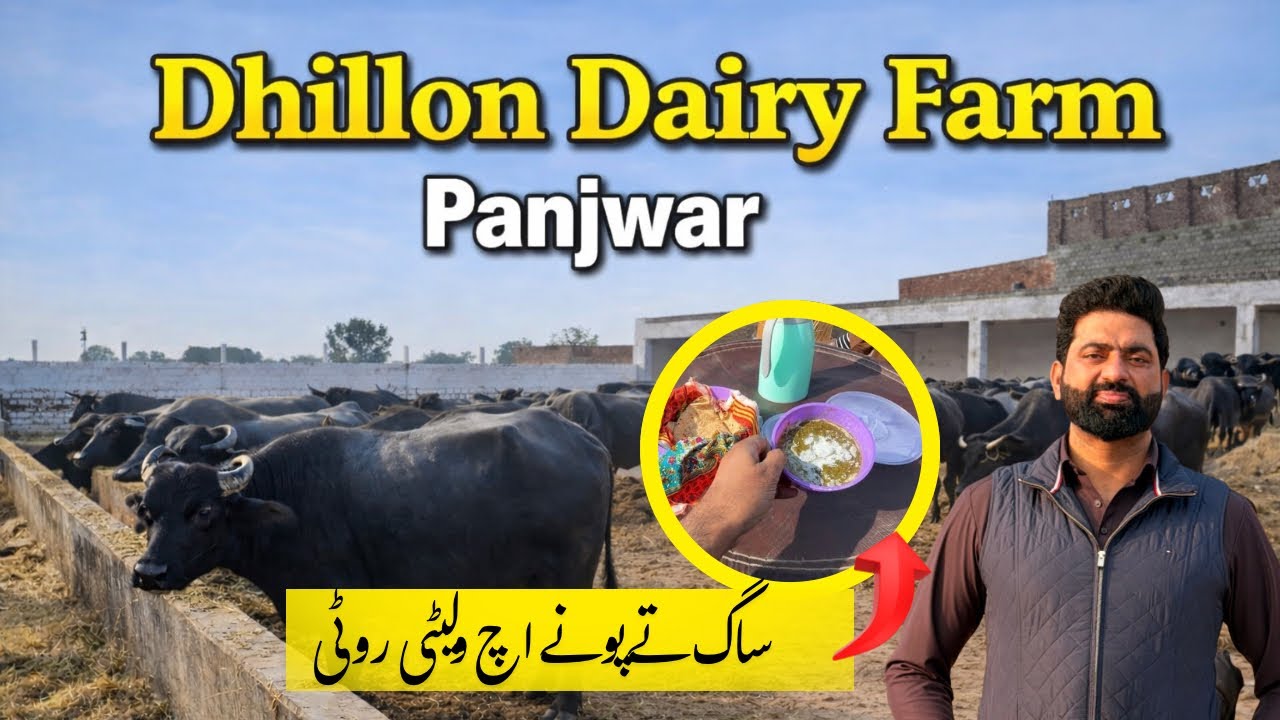 Saag Te Poney ch walleti Roti | Dhillon Dairy Farm Panjwar construction Vlog | Nasir Dhillon 