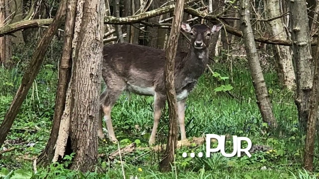 Renesse Natur Pur 2023