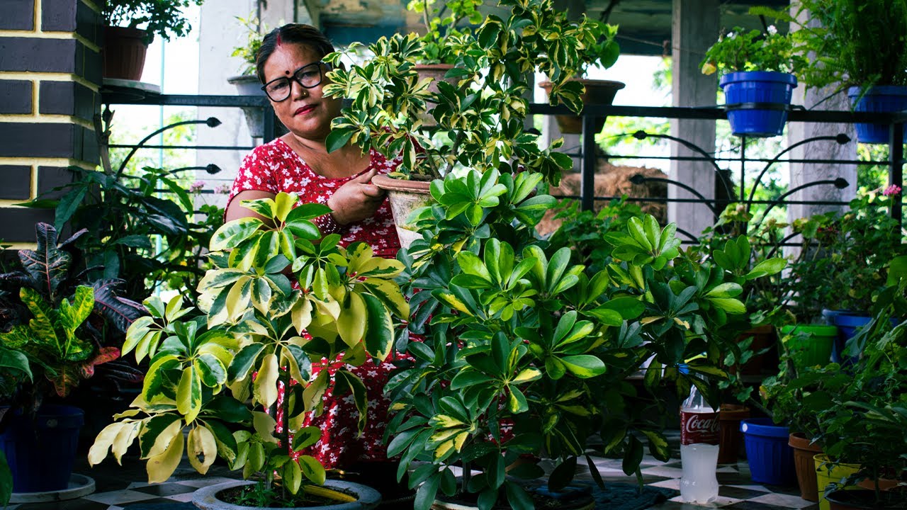 Schefflera Plant Cuting and Growing Tips I Pabitra Garden
