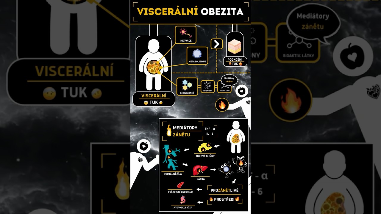 CO JE TO VISCER&Aacute;LN&Iacute; OBEZITA? #obezita #hubnuti #zdravi #visceralfat #nutricniterapeut