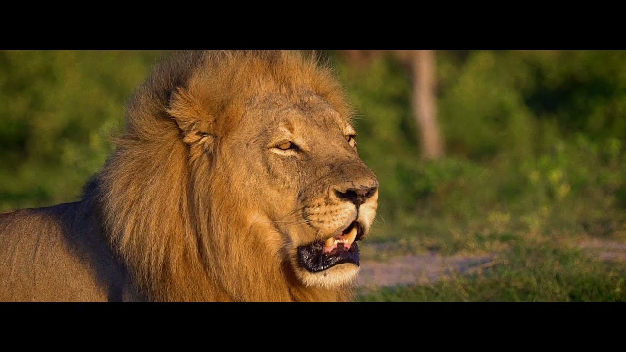 Bomani. Days and Nights.