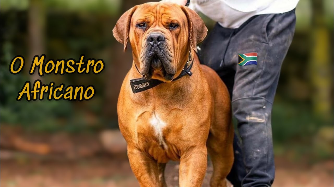 O Poder do Boerboel | O Melhor cão boiadeiro do mundo