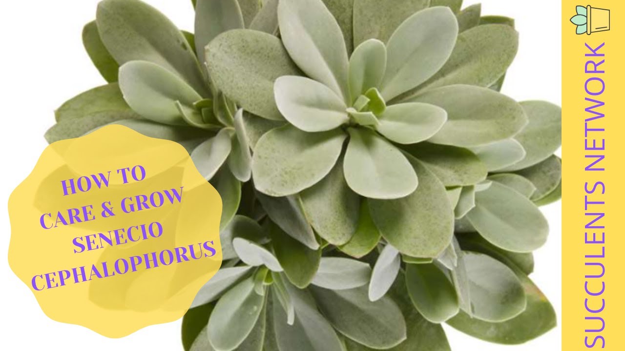 How To Grow & Care For Senecio Cephalophorus
