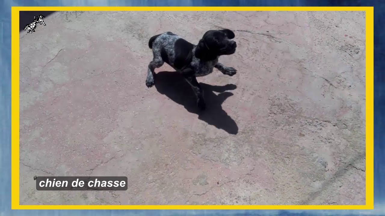 تدريب كلاب صيد صغيرة الحجل و ارنب dressage chien de chasse