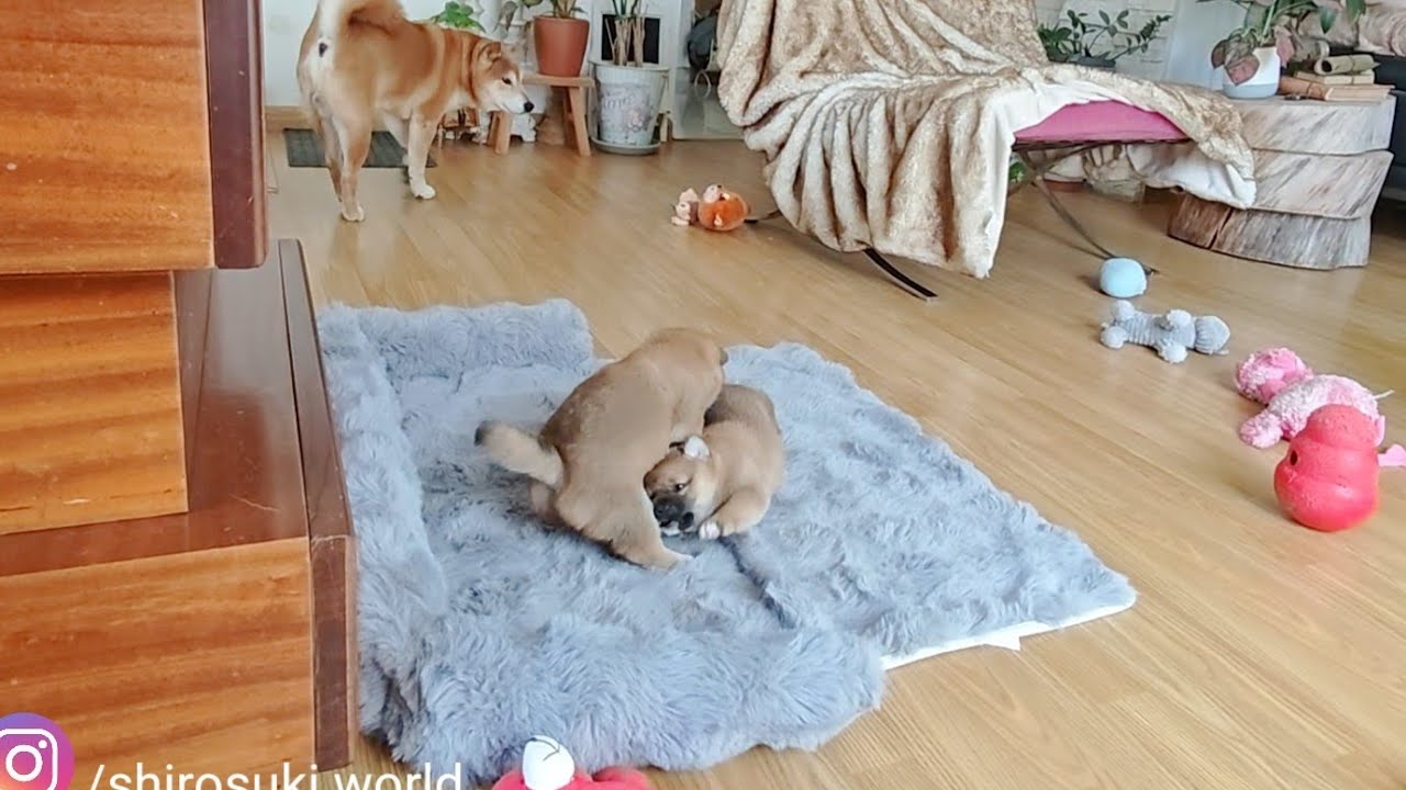 Потат закричала, когда сестра разбудила её 😓