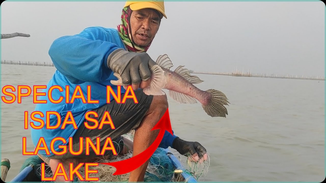 BIYA ANG PINAKA SPECIAL NA ISDA SA LAGUNA LAKE AT PANIKA MAHAL ANG KILO AY NAHULI KO SA LAMBAT