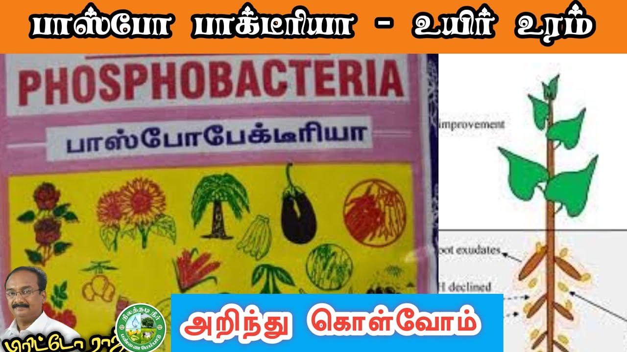 பாஸ்போபாக்டீரியா பற்றி அறிந்து கொள்வோம் |phosphobacteria Bio Fertilizer in Tamil