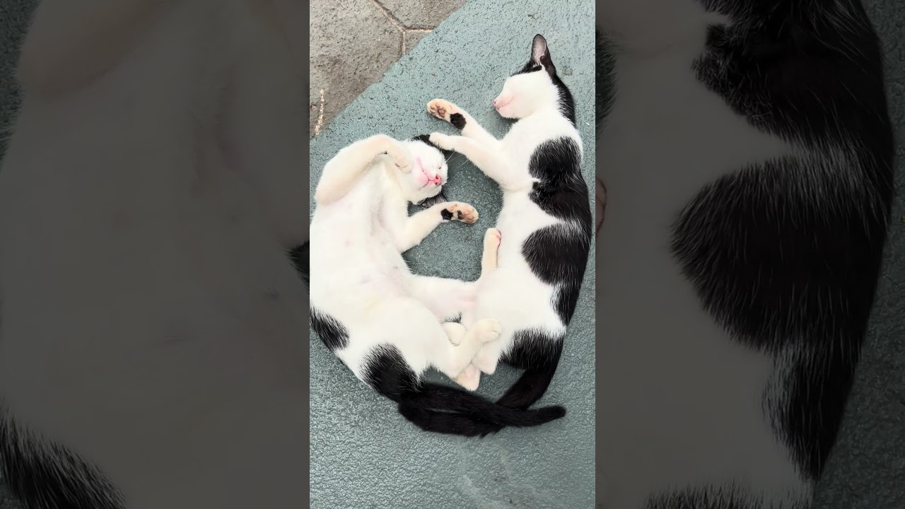 Cats Sleeping Peacefully!!! #cats #catsbeingcute #catshorts #cute