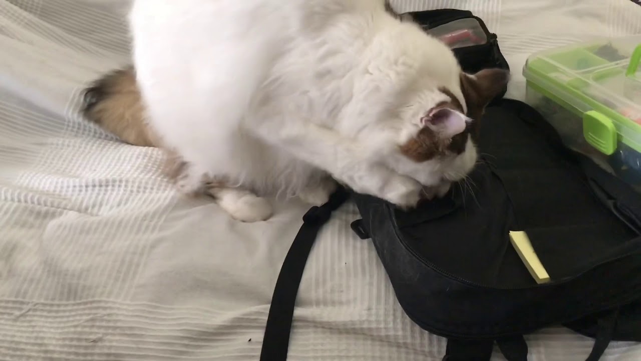 Cat vs Haley Strategic Flatpack Plus