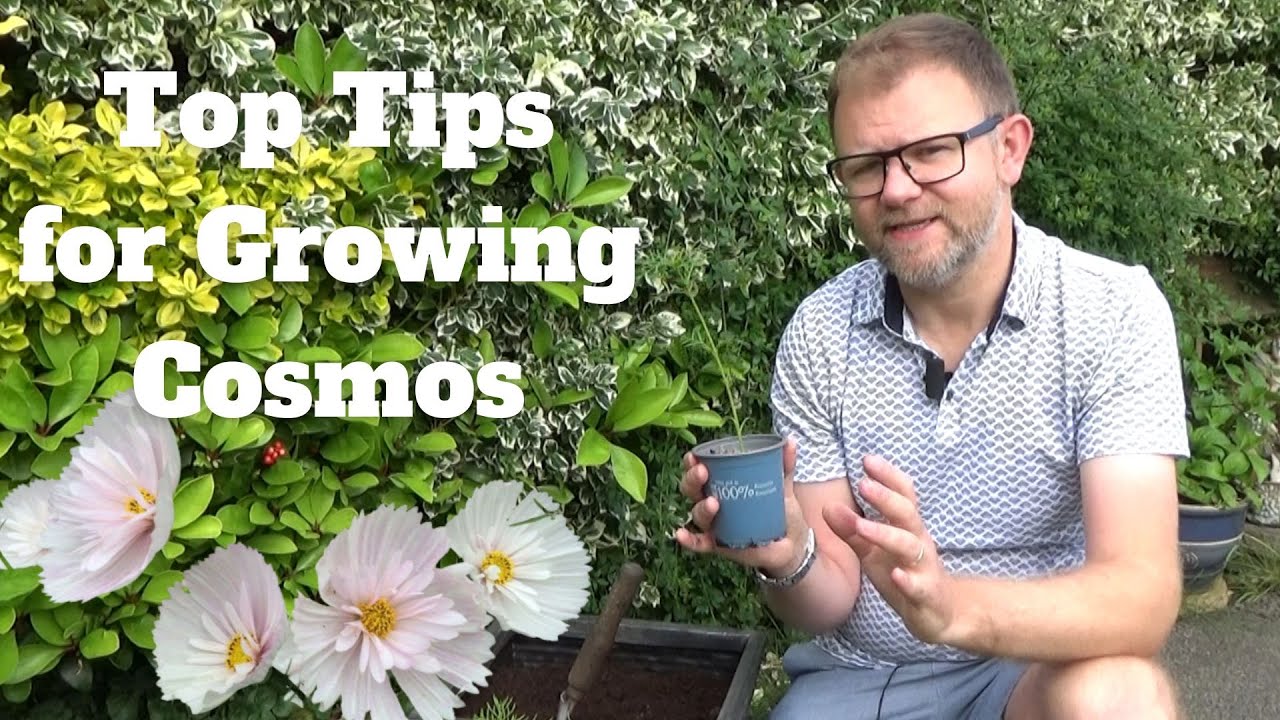Top Tips for Growing Cosmos | Planting Cosmos in Pots | How to Pinch Cosmos Tips for More Flowers
