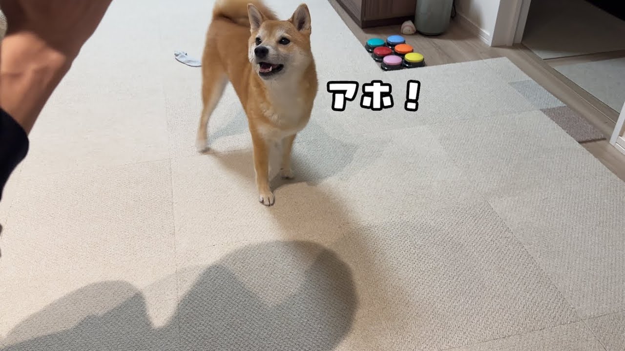 シンプル悪口がすぎる柴犬
