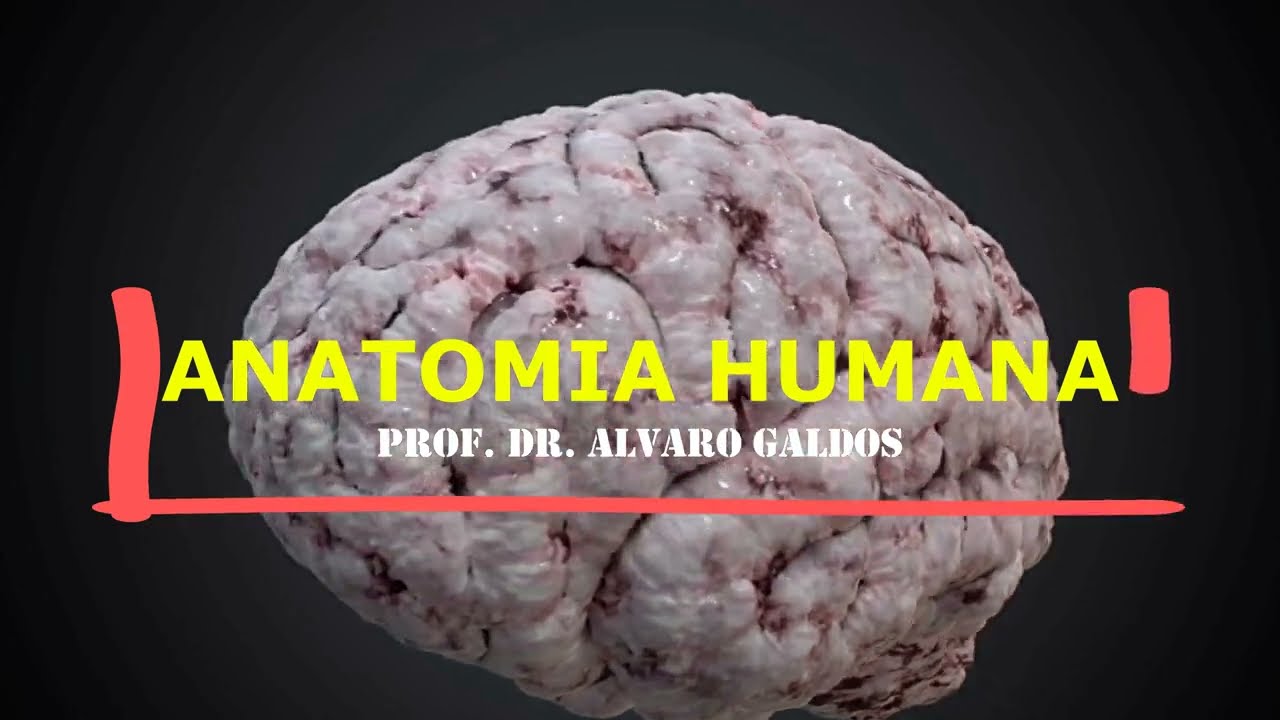 Sistema Nervoso - I