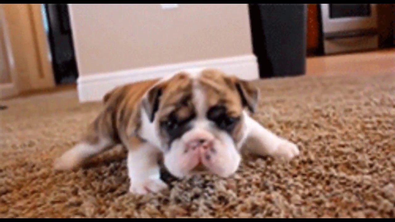 In Less Than 1 Minute, These Tiny Puppies Will Change Your Day! Cutest Puppies Compilation