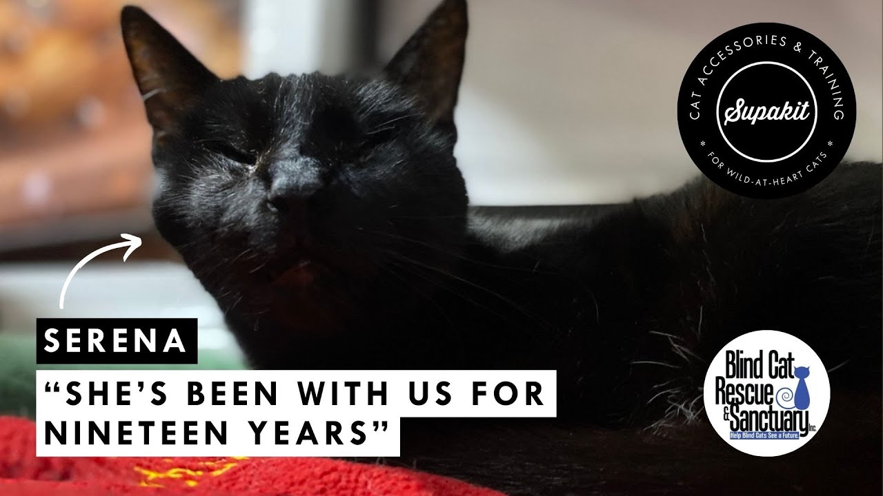 The Incredible Life of Serena, Blind Cat Rescue’s Oldest Resident