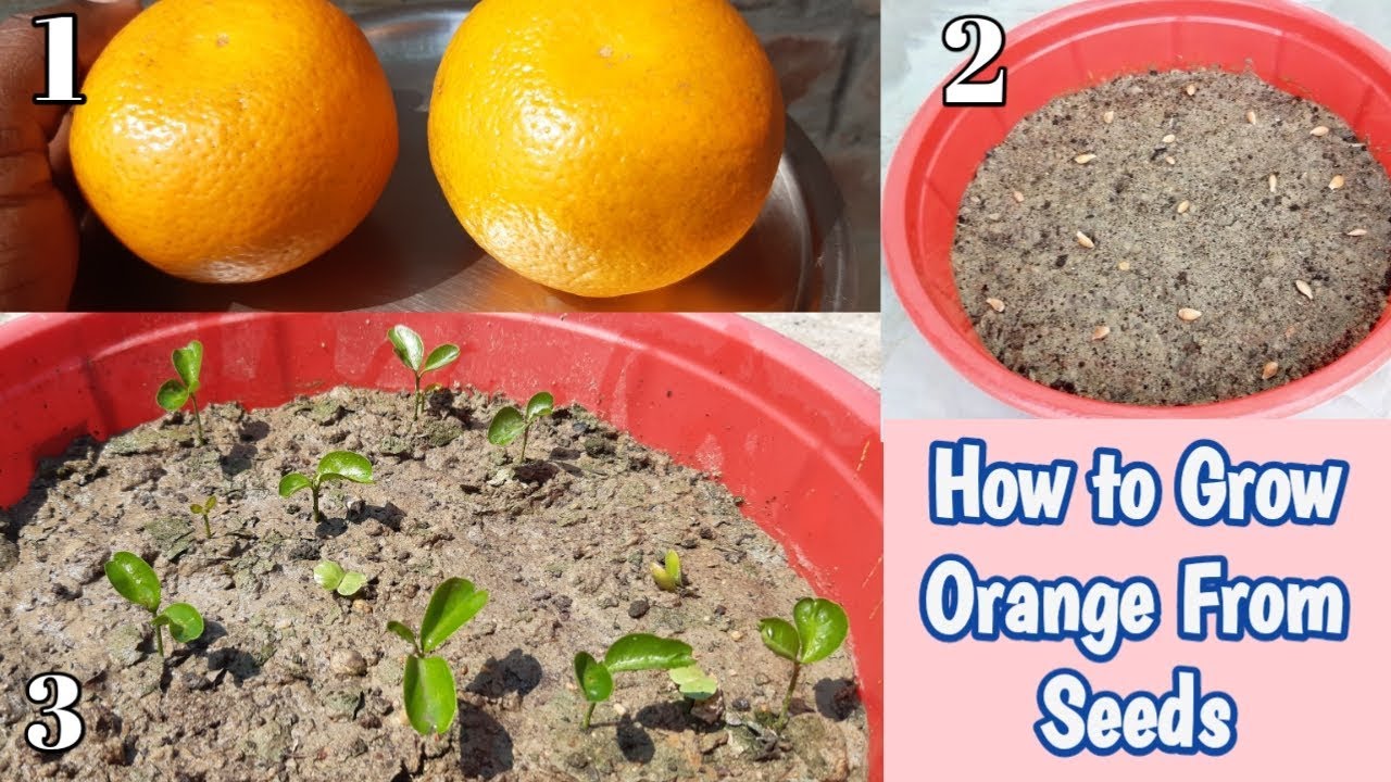 Orange || How to Grow Orange Plant From Seed ||  संतरे को बीज से लगाएं बड़ी आसानी से ( Step by Step)