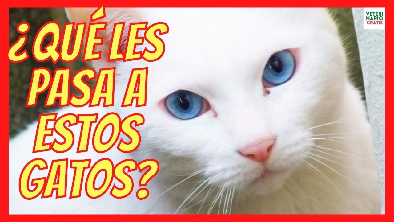 🚨 ¿PORQUE LOS GATOS BLANCOS (ALBINOS) CON OJOS AZULES SON SORDOS? 🚨  CURIOSIDADES DE LOS GATOS