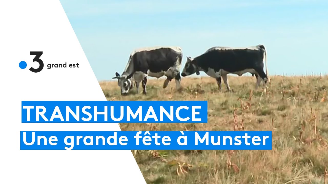 La Fête de la transhumance dans la vallée de Munster