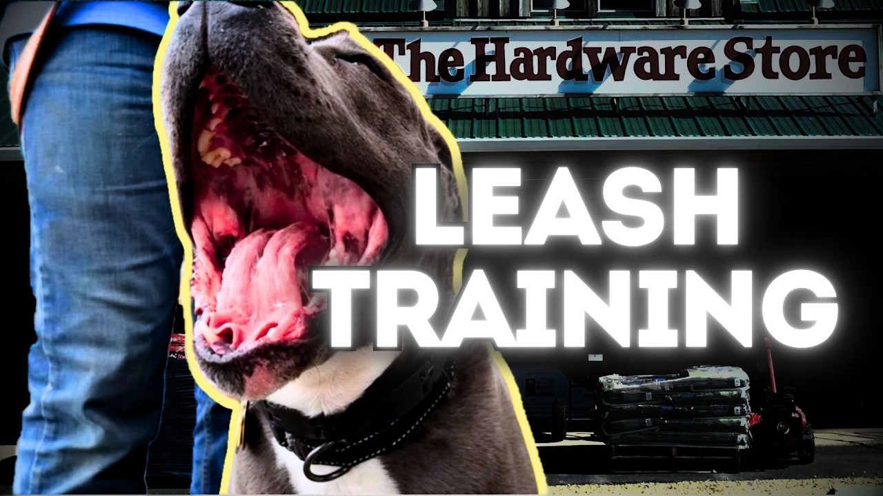 Pitbull's Store Adventure: Nervous Leash Training