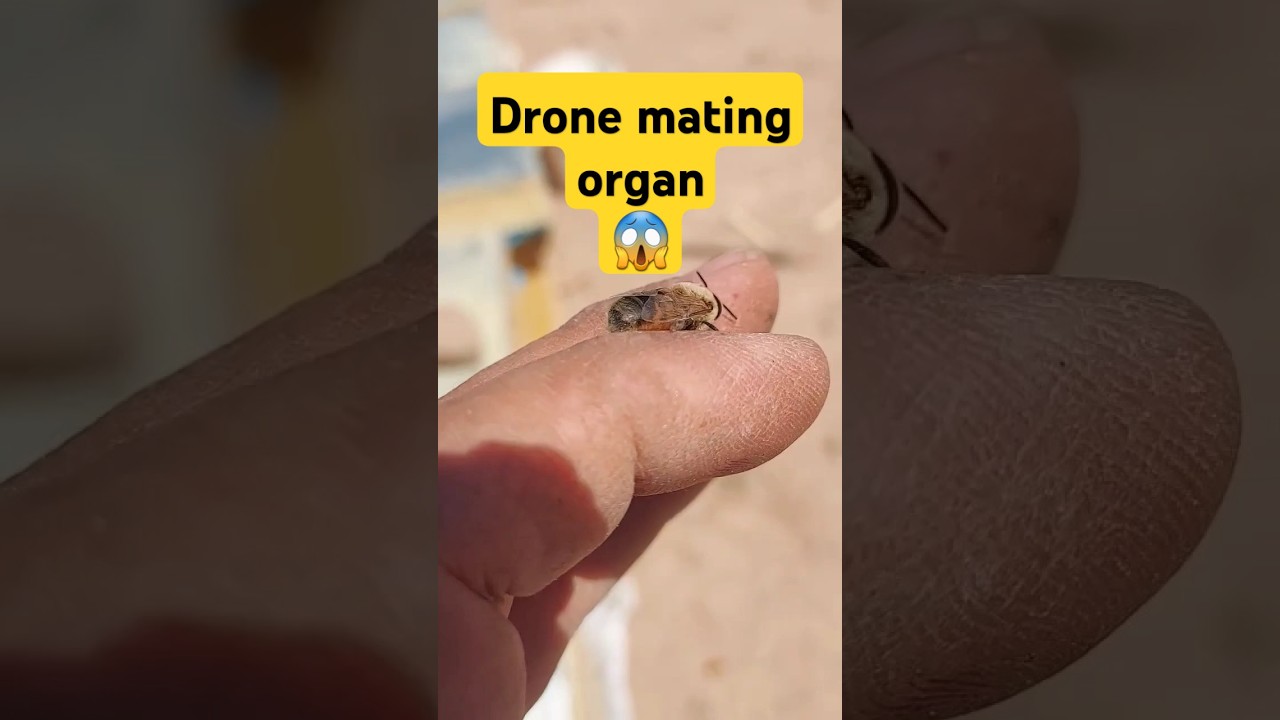 Once and For All: Love,  Death, and The Drone      @BeeBeyck