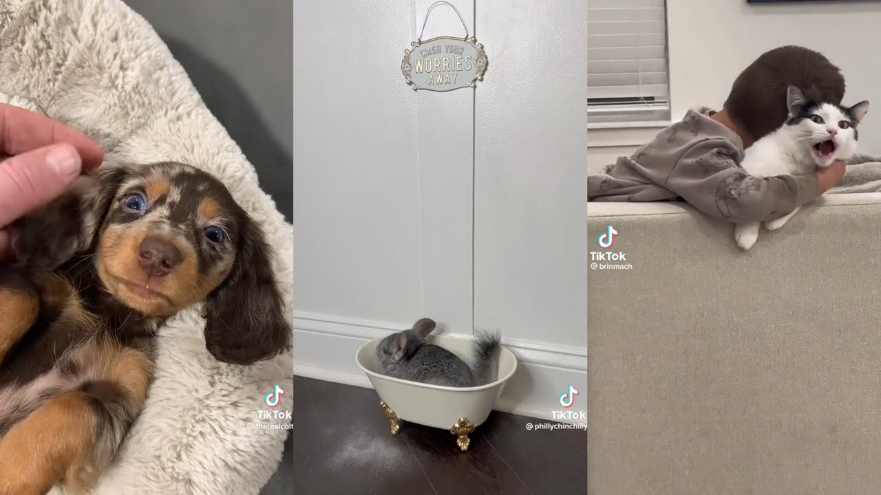 Cute Animal TikToks