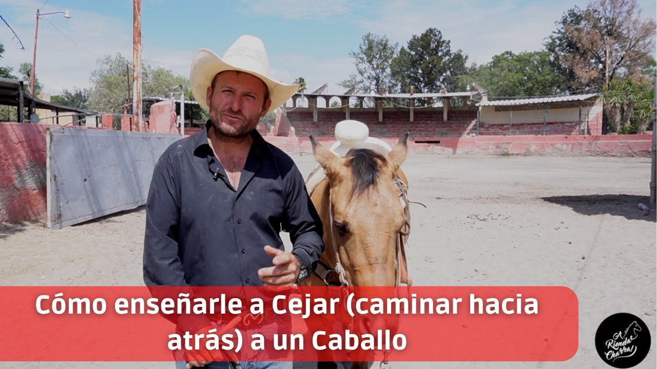 Cómo enseñarle a Cejar (caminar hacia atrás) a un Caballo - A Rienda Charra!