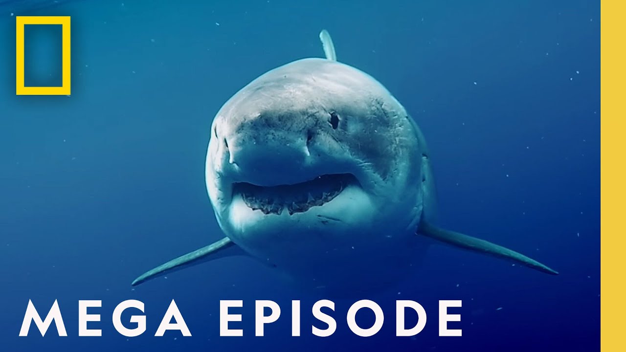 World's Most Dangerous Sharks MEGA EPISODE - Top 4 Full Episodes | Sharkfest
