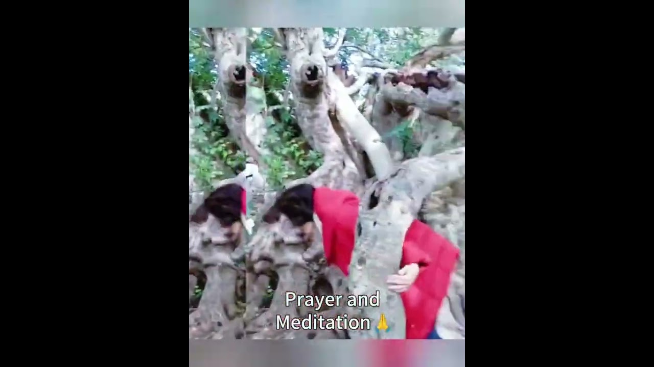 Praying at Xemxia’s oldest olive tree with Taichi group blessings from 
