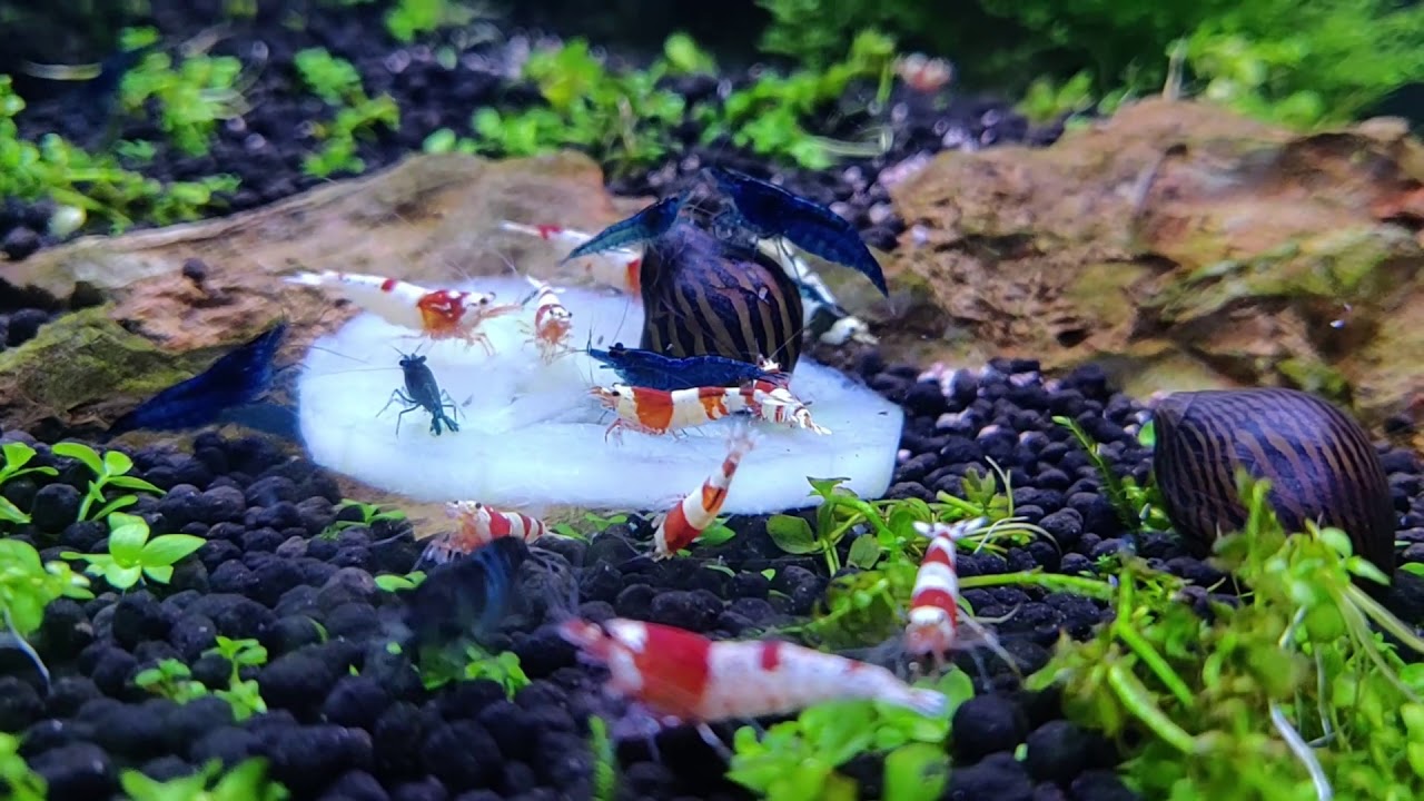 Keeping Neocaridina and Caridina Shrimp Together
