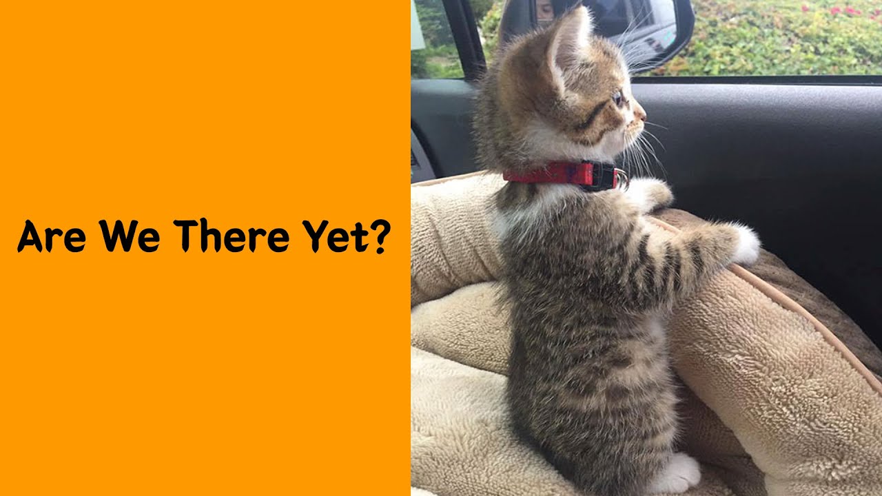 50 Cute Cats To Make Your Heart Melt - Cute cat