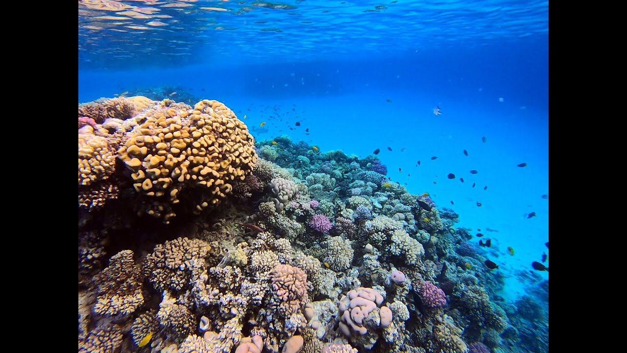 Red Sea, Egypt, Hurghada, Snorkelling on a vibrant reef