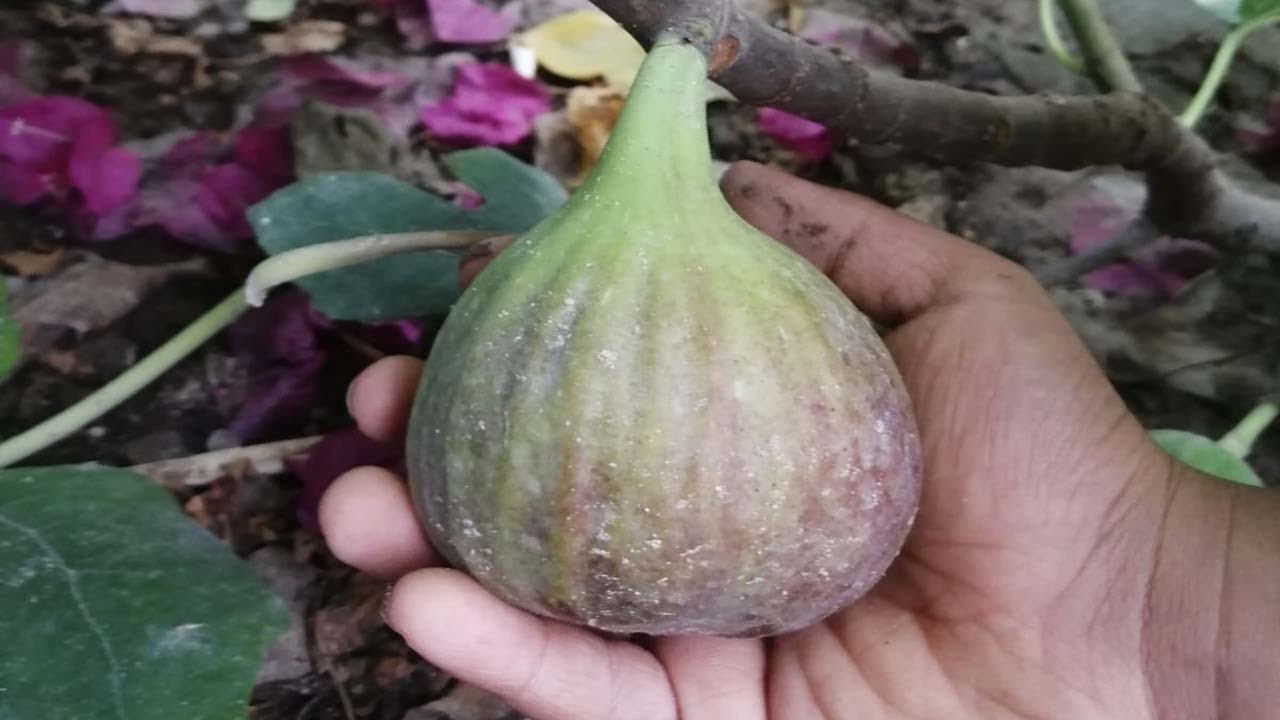القمم النامية احترف تطعيم التين من الاصناف الجيدة   Ficus carica