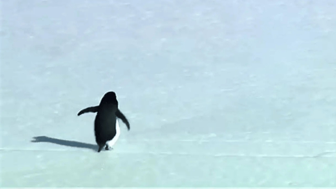 How This Penguin Inspired Millions Overnight.