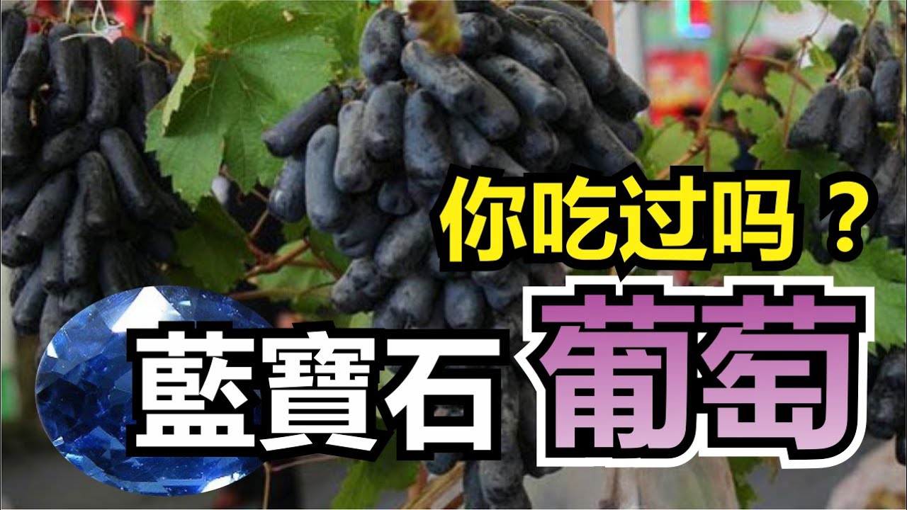 这是你没有见过的藍寶石葡萄，史上最强生命力，产量高，能抗冻，种就活！