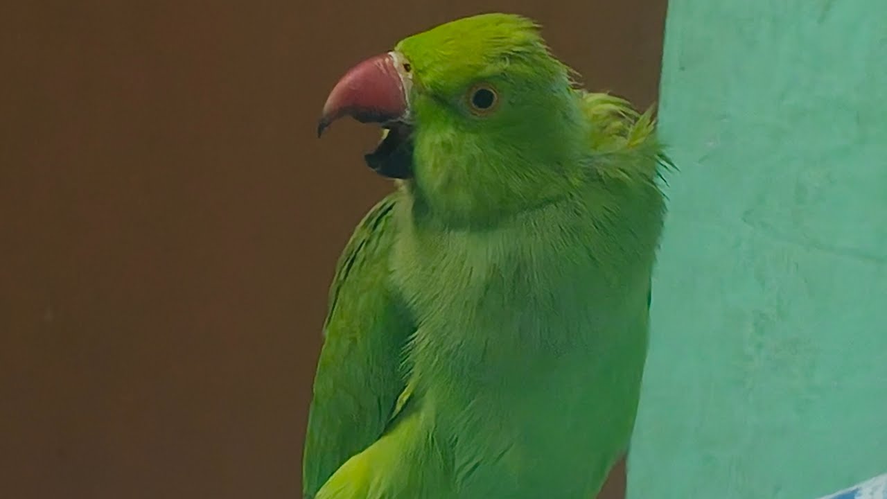 quti parrot family  is live🙏