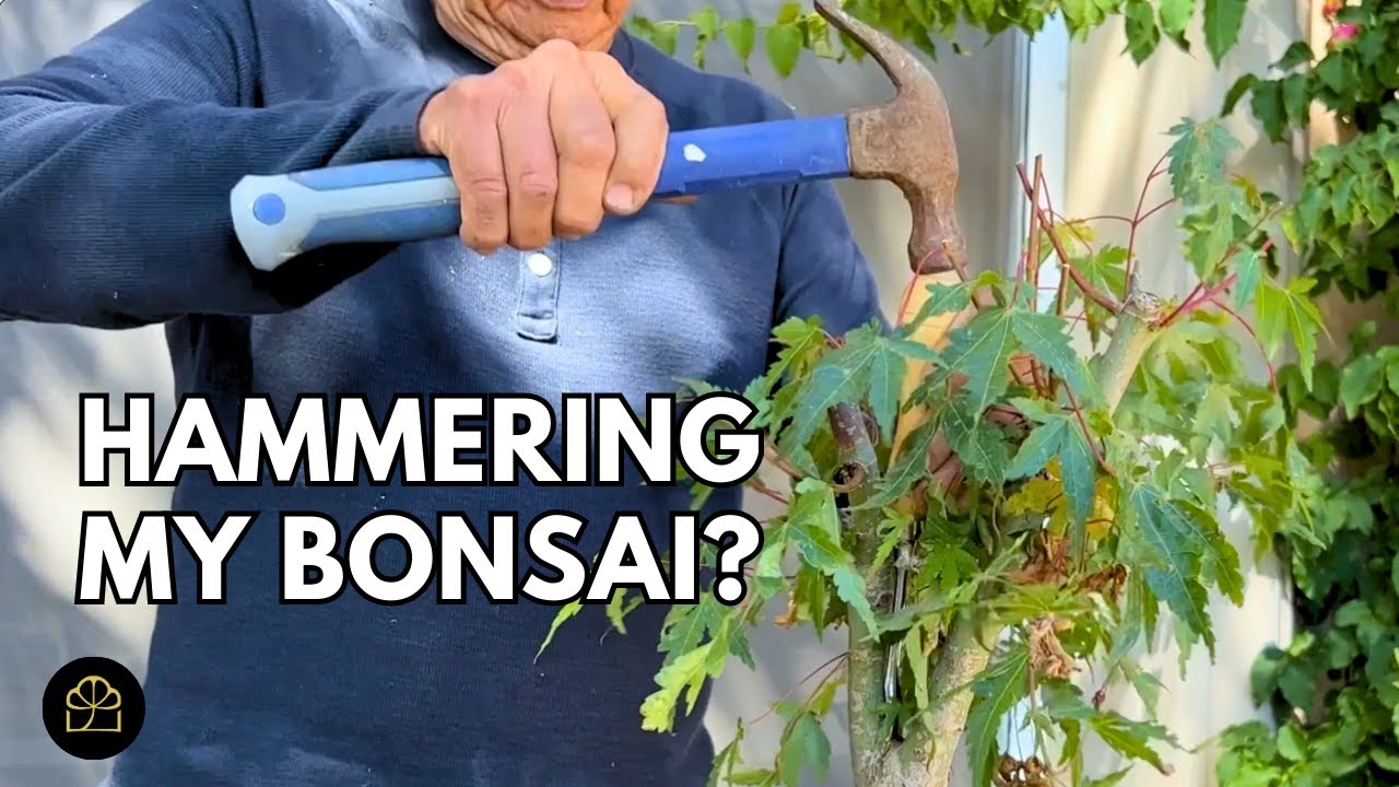Как превратить клёны из питомника в бонсай