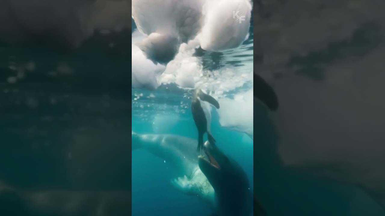 Странные отношения между морским леопардом и пингвином