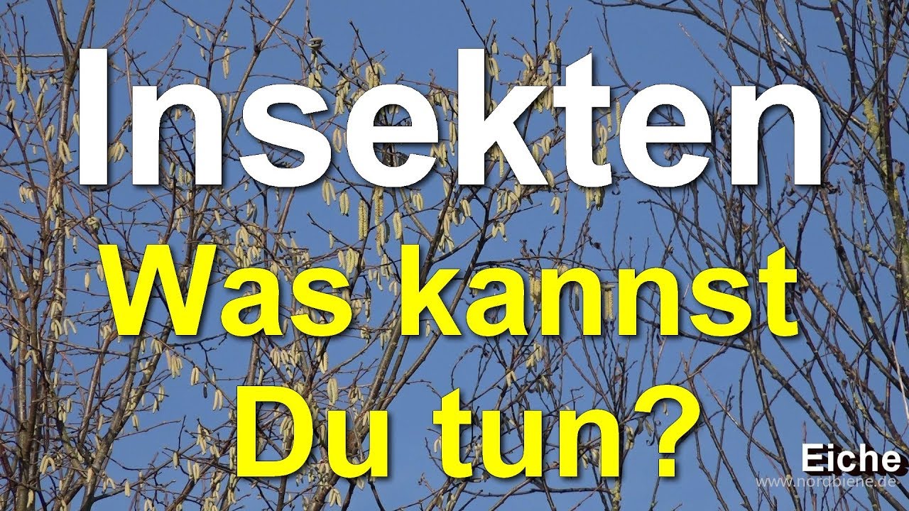 Insektensterben - was kannst Du tun? Ganz einfach