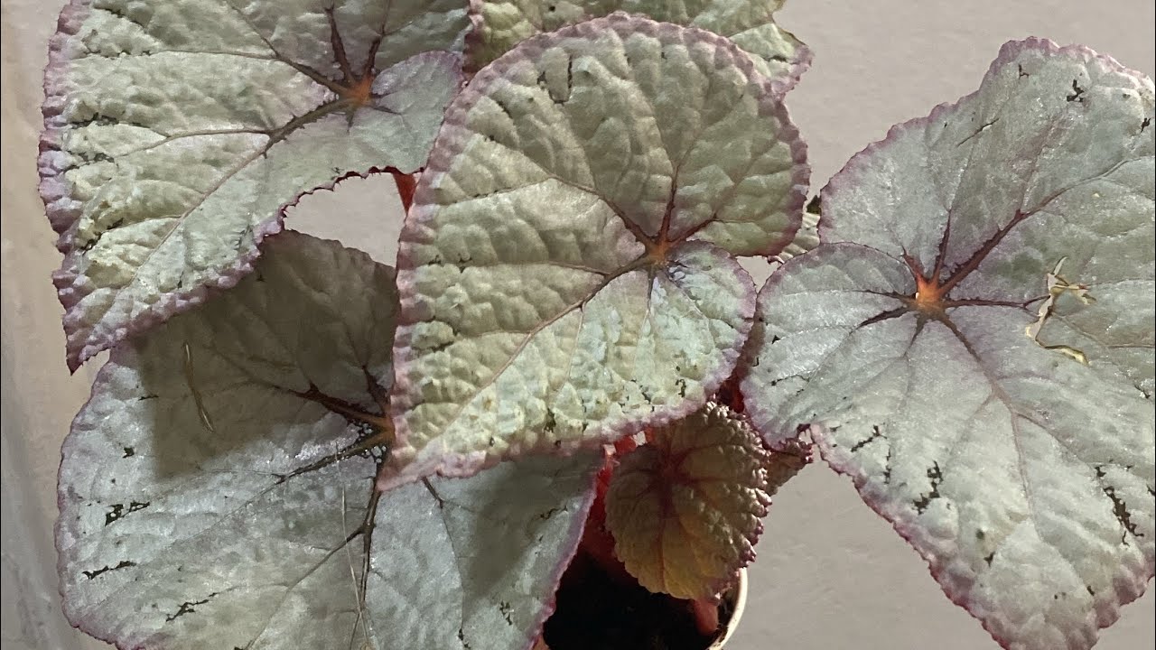 Mostera dua Çiçeklerim begonyalar maranta aglonemalarım 🥰