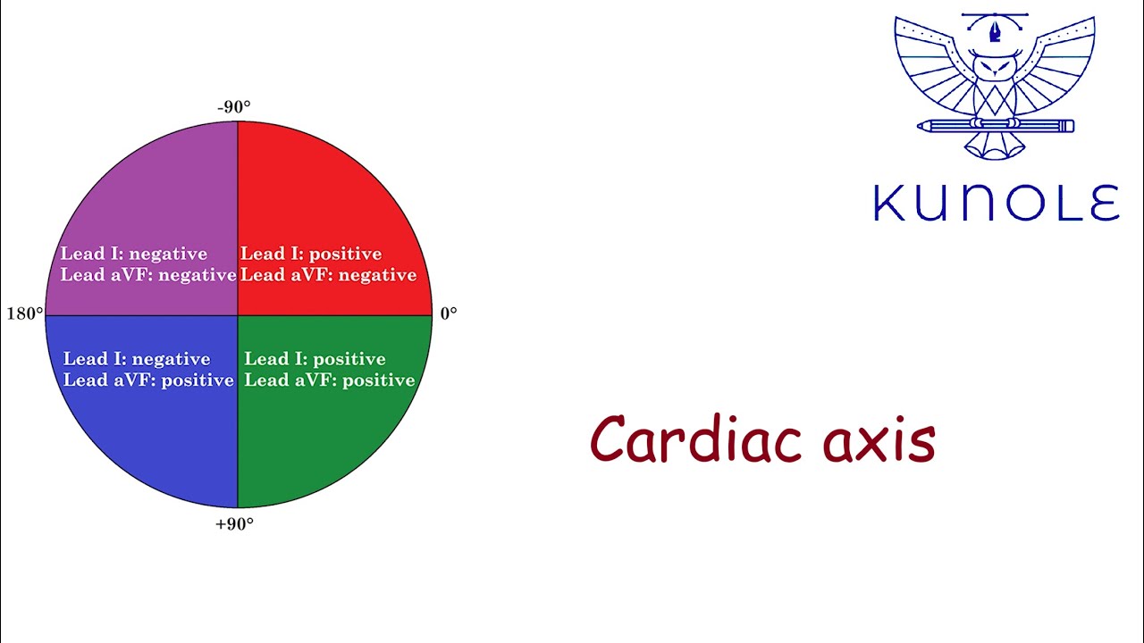 ECG basics (1.6). Cardiac axis