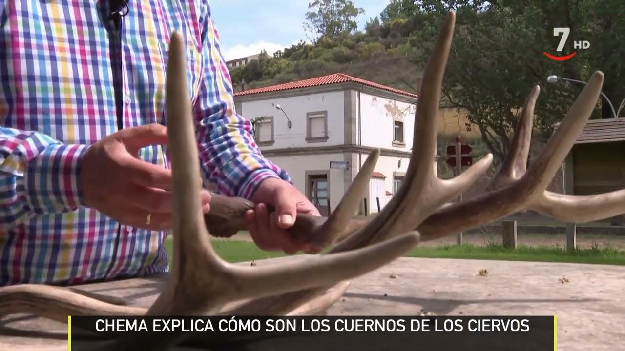 La historia que hay detrás de los cuernos de un ciervo | El campo al día