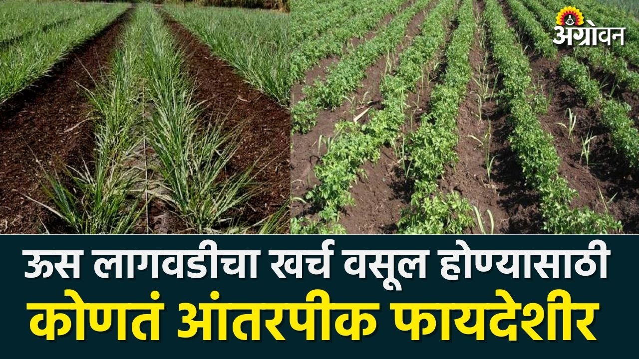 Sugarcane Intercropping : उसात कोणतं आंतरपीक घ्याल? |Agrowon