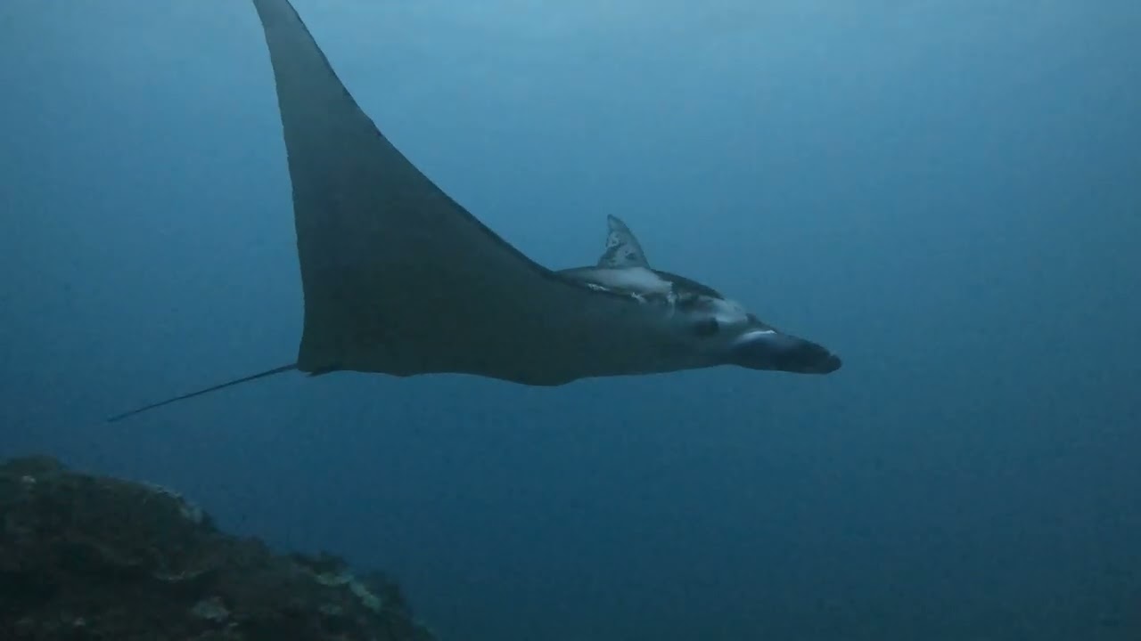 Day 8, Dive 1, Manta point