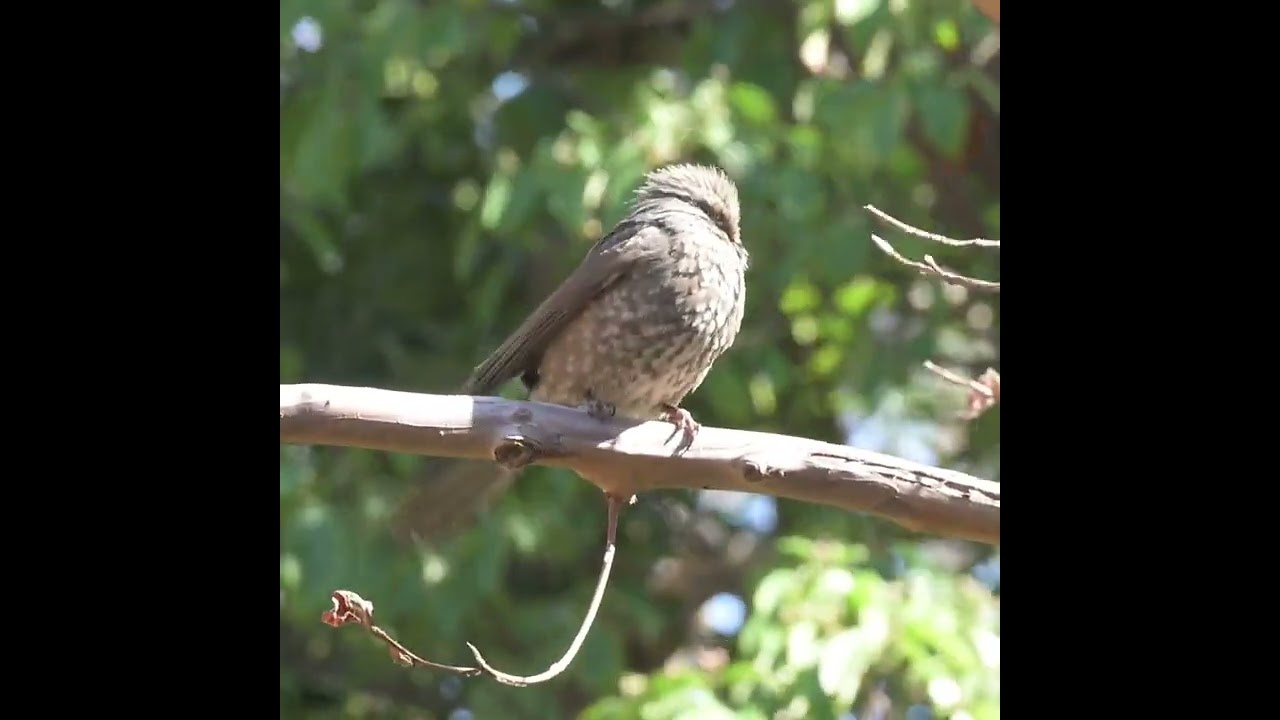 El Domingo.      #猫 #鳥 #ねこ #cats #gatos #pajaro