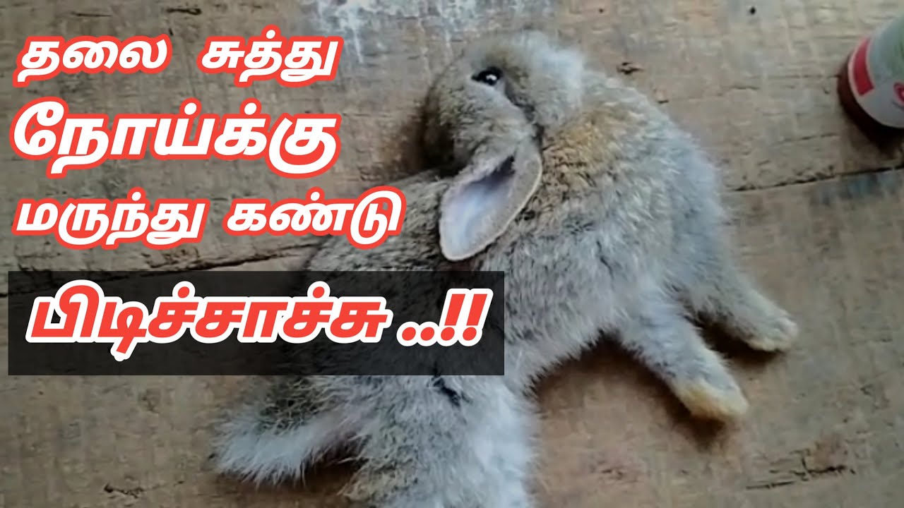 தலை சுத்து நோய்க்கு மருந்து  | nagercoil | xavier rabbit farm