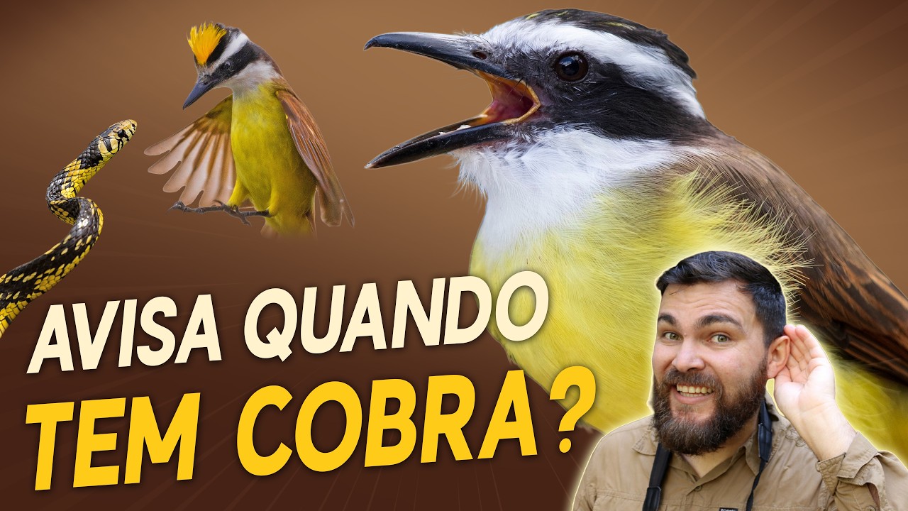 Bem-te-vi avisa presença de COBRAS? 11 MITOS sobre aves que todos acreditam!