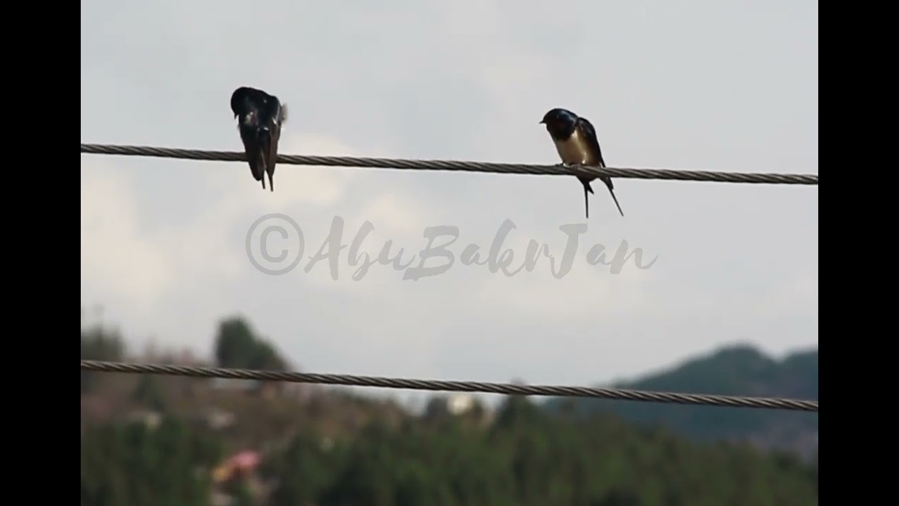 Birds Videography Short on #CanonCamera #canonvideo #canoncamera #canonvideography