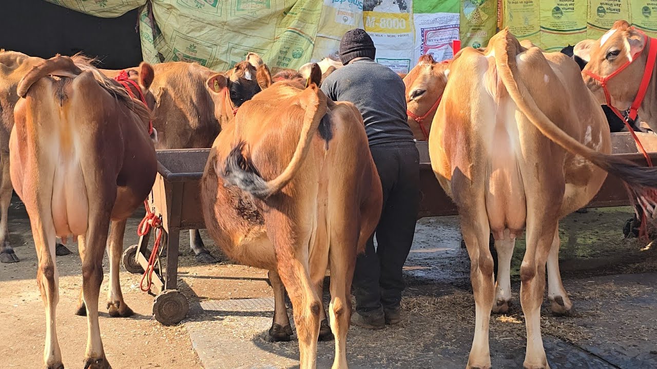 10% discount 😱 jersey breed cows 🐄 20kg -30kg milk capacity 🏆 rate ???🤔 