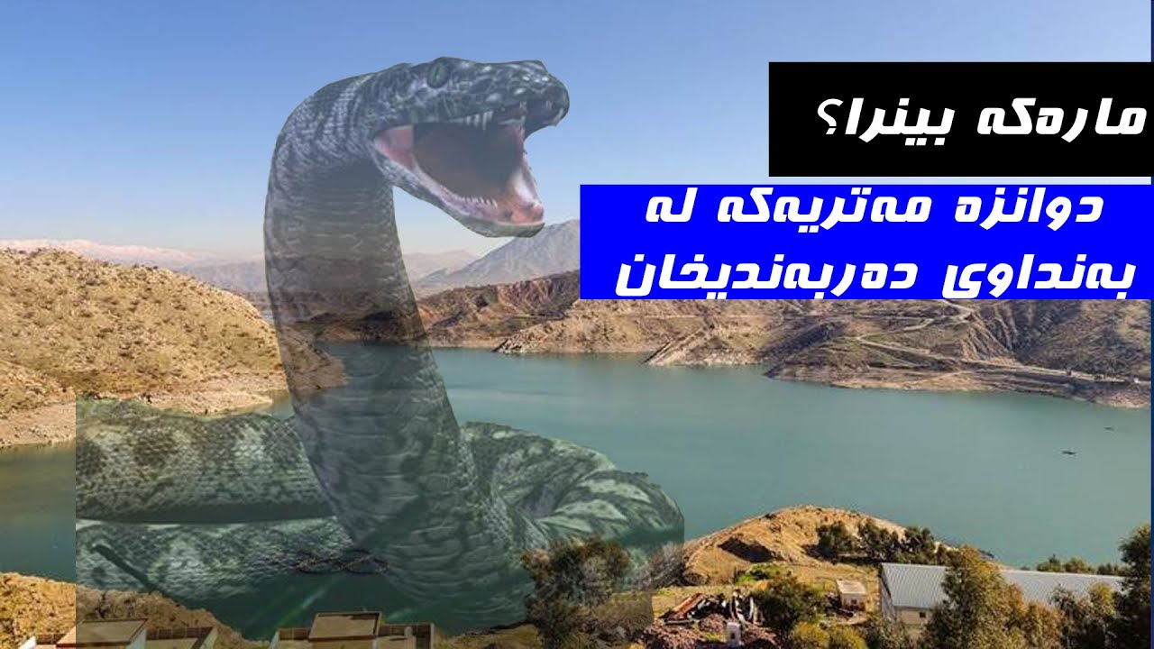 مارێکی ١٢ مەتری لە بەنداوی دەربەندیخان بینرا