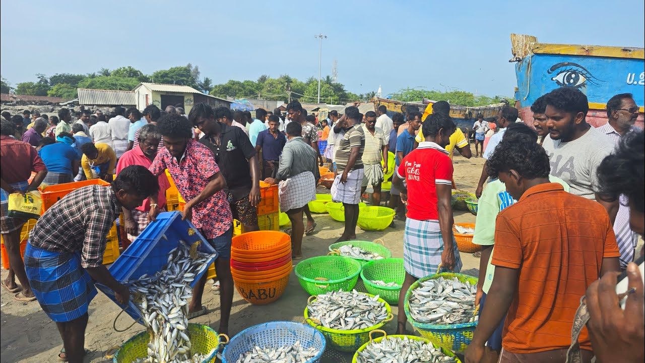 அடேங்கப்பா⁉️#rameshwaram  மீன்பிடித்துறைமுகத்தில் Morning Scene_மீன் ஏலம்🐟 Tons of Mackerel Fishes