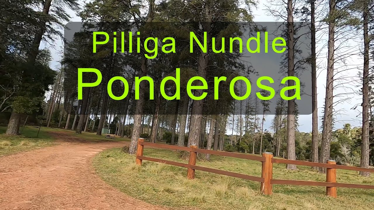 NSW Forest Look Pilliga Nundle E3